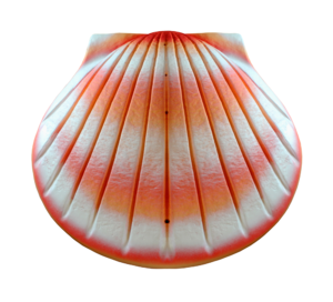 shell_coral