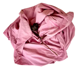 hibiscusswirl-transparent